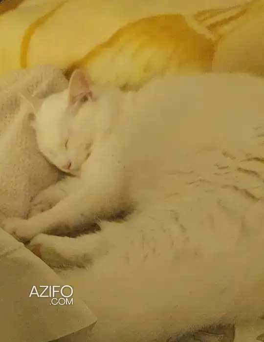 Yuki cherche une famille pour la vie in الدار البيضاء, MOROCCO | Azifo