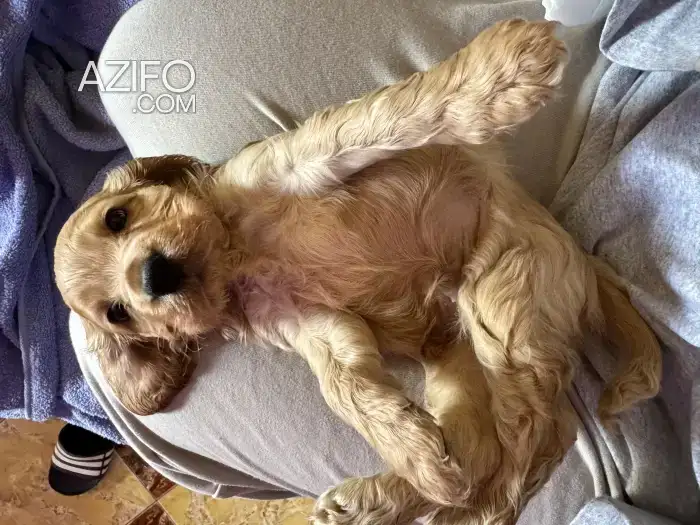 Chiot Cocker Anglais in Rabat, MOROCCO | Azifo