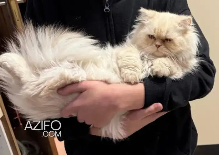 Chat male persan in الدار البيضاء, MOROCCO | Azifo