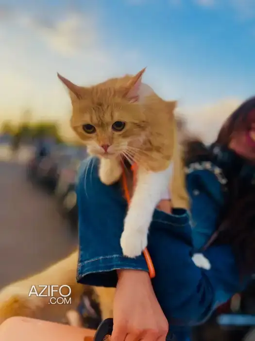 Chat à ladoption in مراكش, MOROCCO | Azifo