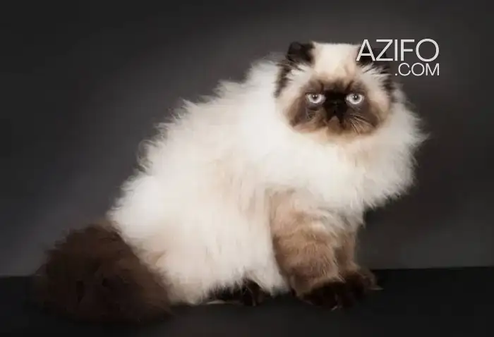 Chatte persan himalayen de pure race in الدار البيضاء, MOROCCO | Azifo
