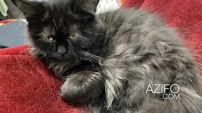 Chaton persan 3 mois ( Chinchilla) trop adorable in الدار البيضاء, MOROCCO | Azifo