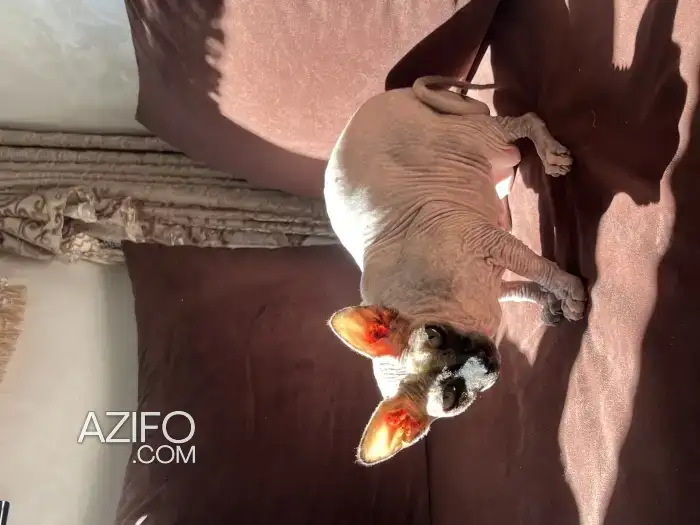 Sphinx in أكادير, MOROCCO | Azifo