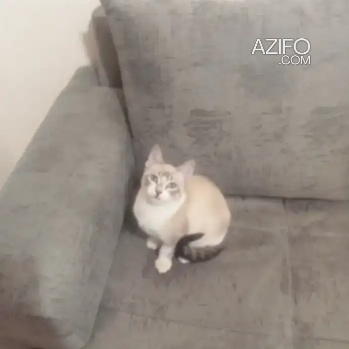 Vente d'un chatton in سلا, MOROCCO | Azifo