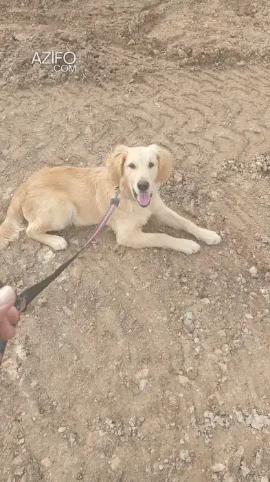 Chien Golden Retriever in Casablanca, MOROCCO | Azifo