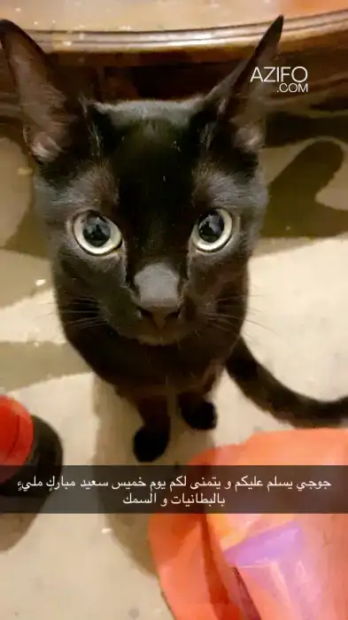 Joji in الرباط, MOROCCO | Azifo