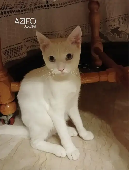 Angora turc in القنيطرة, MOROCCO | Azifo