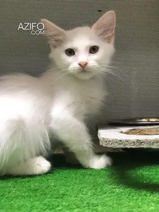 Chaton in Rabat, MOROCCO | Azifo