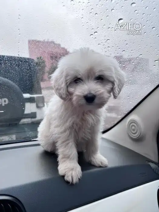 Chien Bichon Maltais in Marrakech, MOROCCO | Azifo