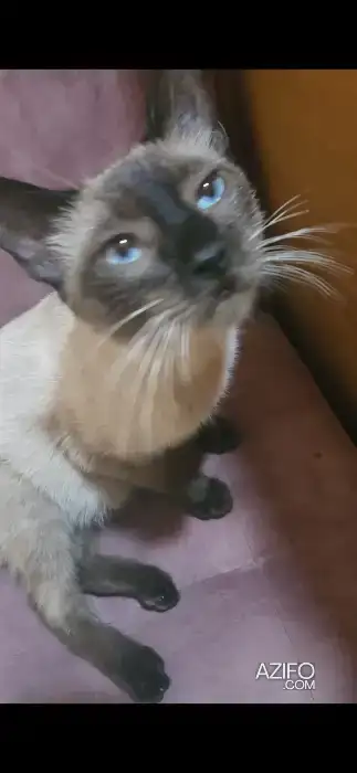 Chat Siamois in أكادير, MOROCCO | Azifo