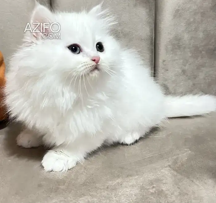 Chaton persan femelle in طنجة - أصيلة, MOROCCO | Azifo