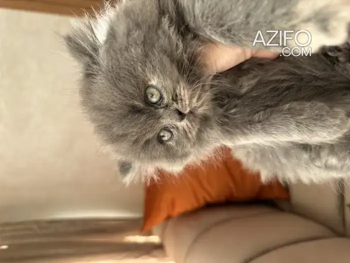 Chaton persan in طنجة - أصيلة, MOROCCO | Azifo