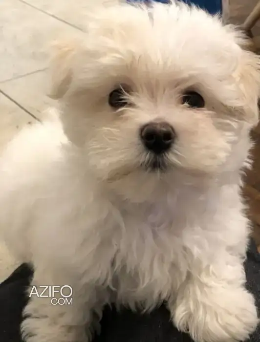 Chien Femelle Bichon in Marrakech, MOROCCO | Azifo