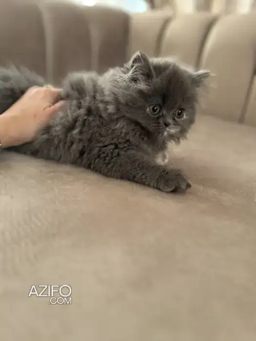 Chaton persan in طنجة - أصيلة, MOROCCO | Azifo