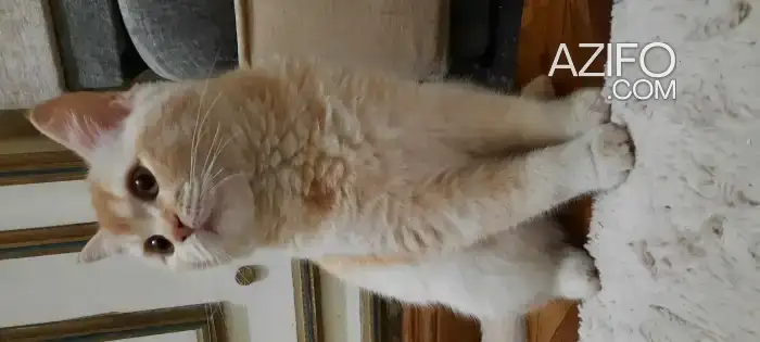 Chaton british shorthair in الدار البيضاء, MOROCCO | Azifo