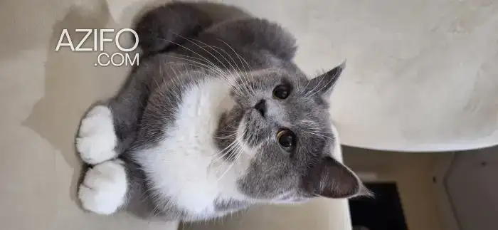 British shorthair female in أكادير, MOROCCO | Azifo
