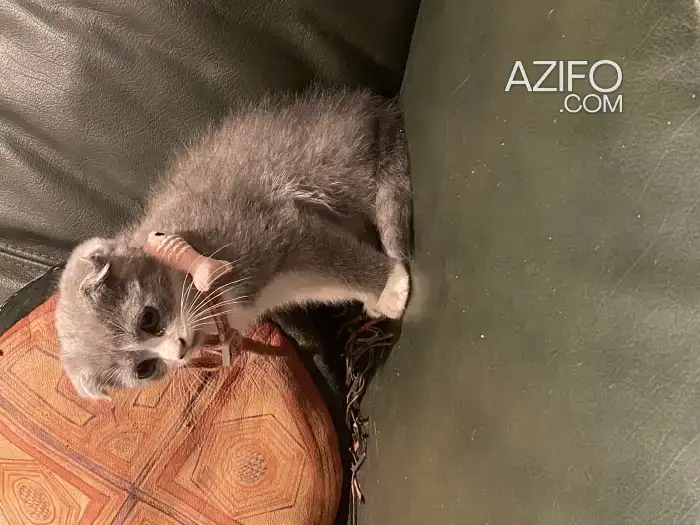 Scottish Fold femelle in الدار البيضاء, MOROCCO | Azifo