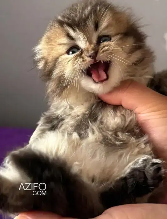 Scottish fold & british & Highland Pedigree in الرباط, MOROCCO | Azifo