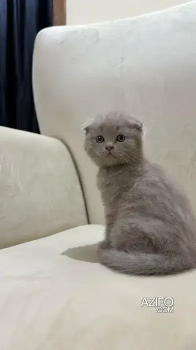 Scottish fold & british in Agadir, MOROCCO | Azifo
