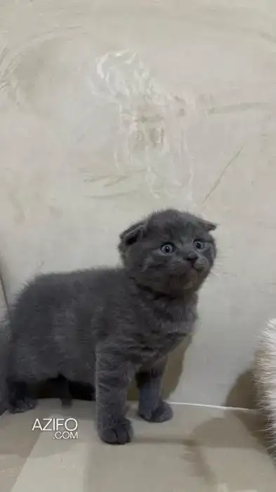 Scottish fold & british in Agadir, MOROCCO | Azifo