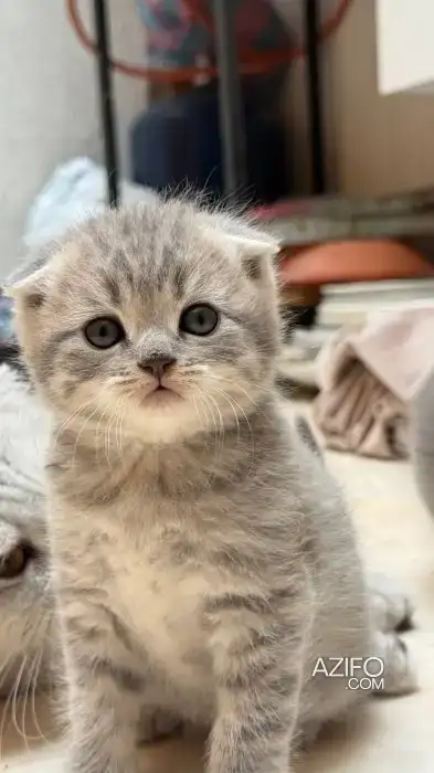 Scottish fold & british in Agadir, MOROCCO | Azifo