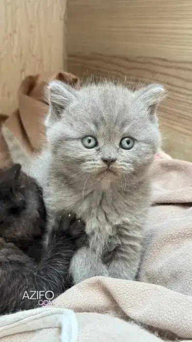 Scottish fold & british in Agadir, MOROCCO | Azifo