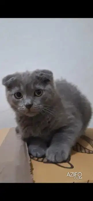 Scottish fold & british in Agadir, MOROCCO | Azifo