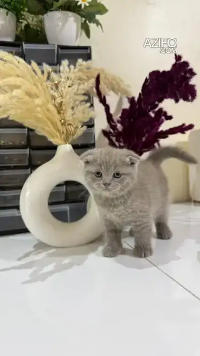 Scottish fold & british in Agadir, MOROCCO | Azifo
