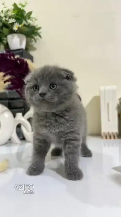 Scottish fold & british in Agadir, MOROCCO | Azifo