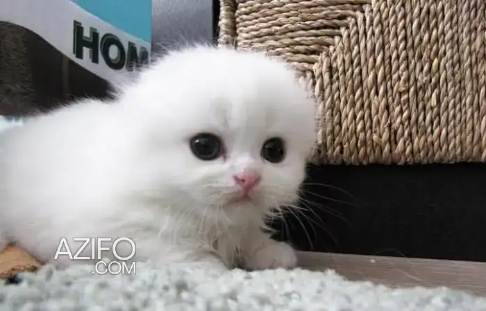 Scottish fold & Highland Pedigree in Agadir, MOROCCO | Azifo