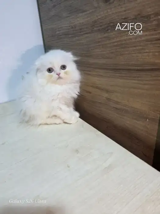 Highland fold & Scottish fold in Rabat, MOROCCO | Azifo