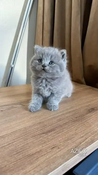 British & Scottish Fold in Rabat, MOROCCO | Azifo