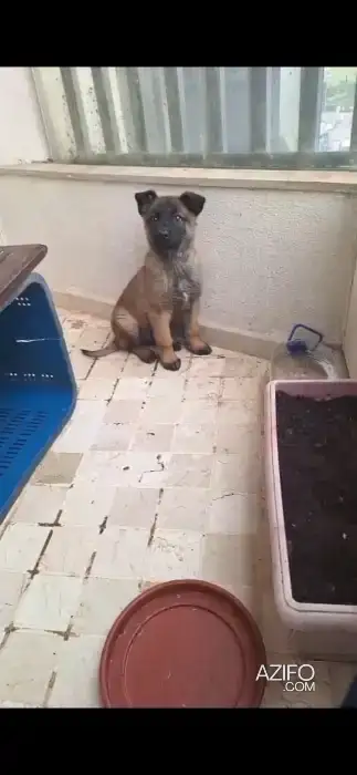 Chiot Mâle Berger Malinois de 2mois et demi in Casablanca, MOROCCO | Azifo