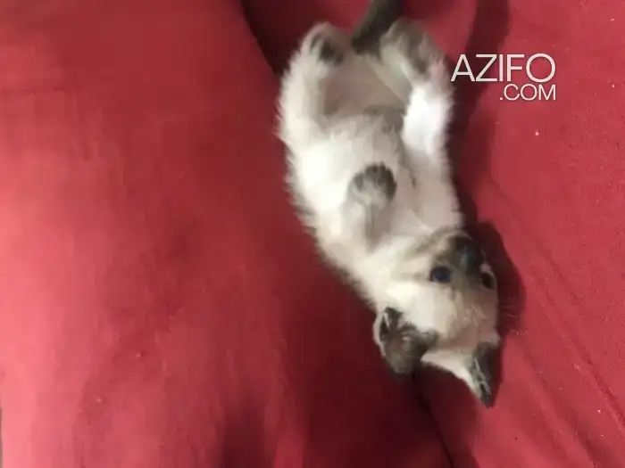 Chats siamois pure in Casablanca, MOROCCO | Azifo