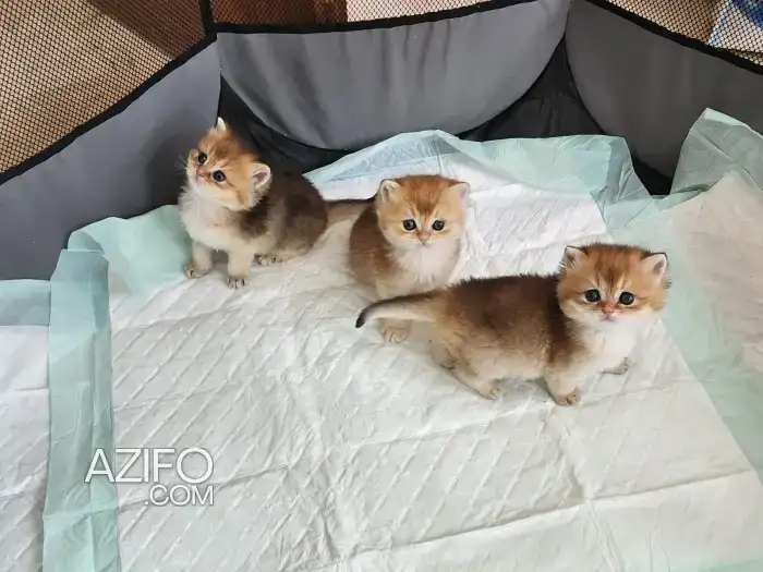 Chatons Britishs Golden NY 25 in الدار البيضاء, MOROCCO | Azifo