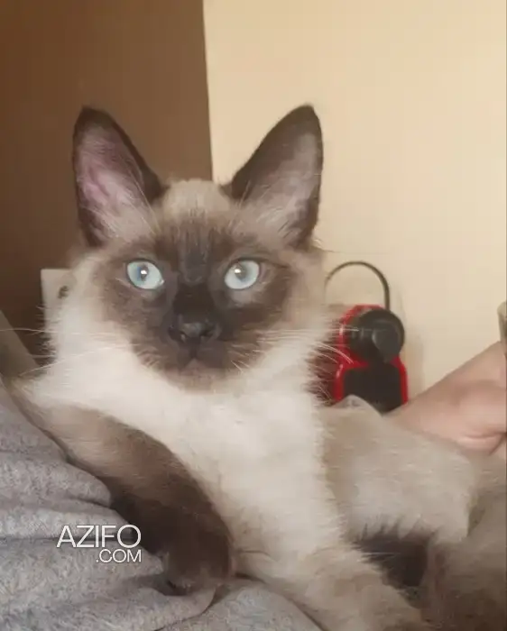 Chat siamois Himalaya in القنيطرة, MOROCCO | Azifo