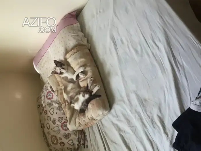 Elza pour Adoption in الرباط, MOROCCO | Azifo