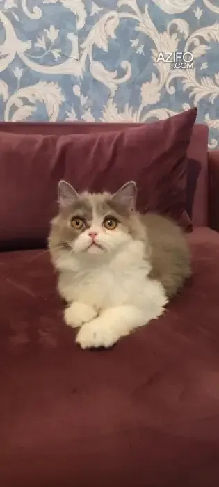 Product Detail 3
