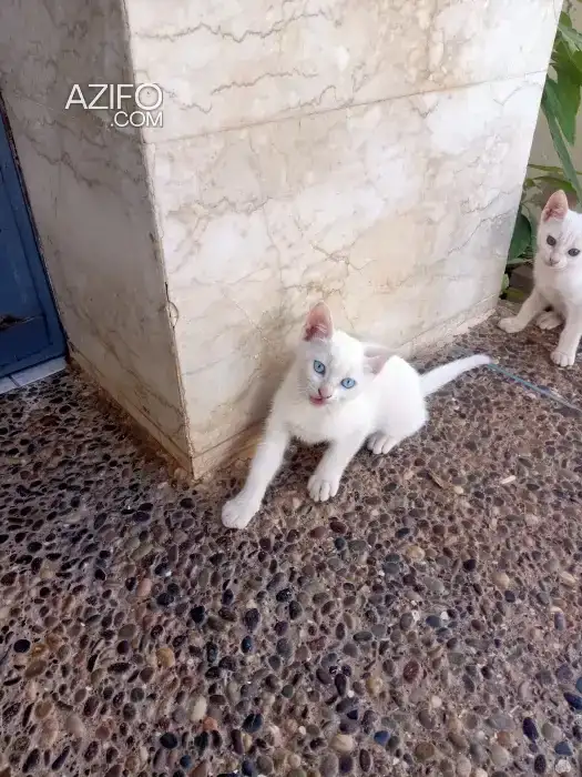 Magnifique chaton au yeux bleu in القنيطرة, MOROCCO | Azifo