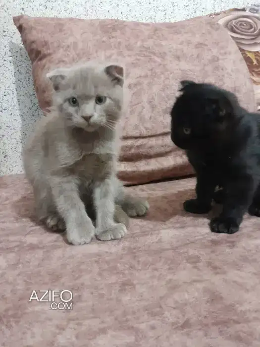 Chaton scottish fold . Race pure in وجدة, MOROCCO | Azifo