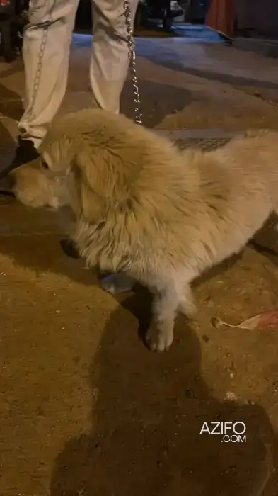 Chien Berger de Maremme Blanc in Casablanca, MOROCCO | Azifo