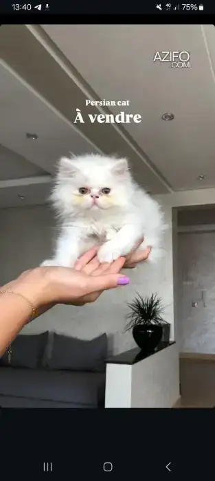 Persian cat à vendre in الدار البيضاء, MOROCCO | Azifo