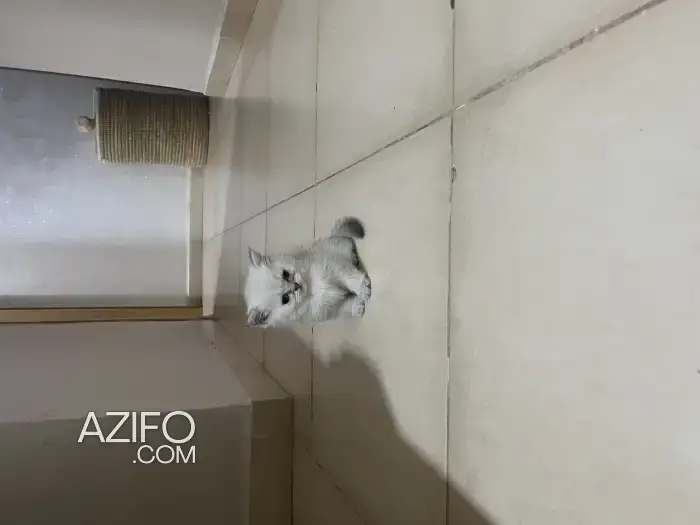 British shorthair in Marrakech, MOROCCO | Azifo