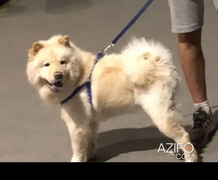 Chien Femelle Chow Chow de 2 ans in Casablanca, MOROCCO | Azifo