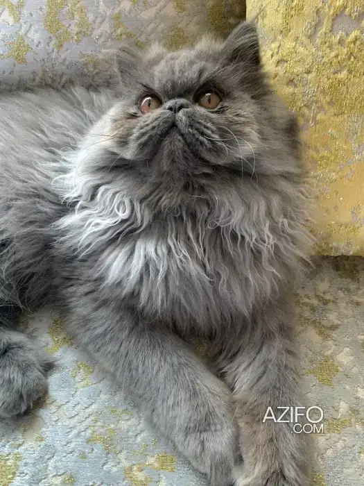 Chat persan (MÂLE) in Oujda, MOROCCO | Azifo