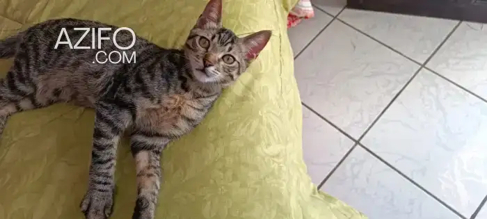 Adoption: NAMIRO in طنجة - أصيلة, MOROCCO | Azifo