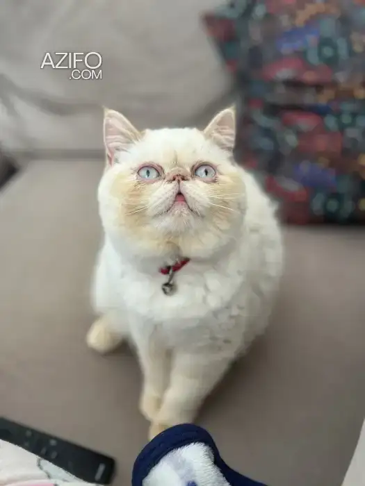 Chat persian in الدار البيضاء, MOROCCO | Azifo