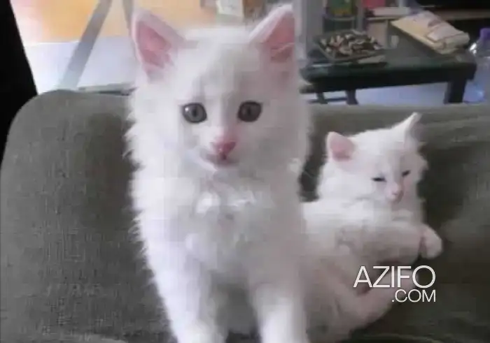 Angora American in Casablanca, MOROCCO | Azifo