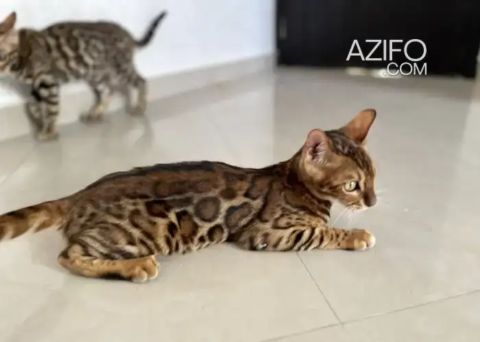 Chaton bengal male avec pedigree tica in Casablanca, MOROCCO | Azifo
