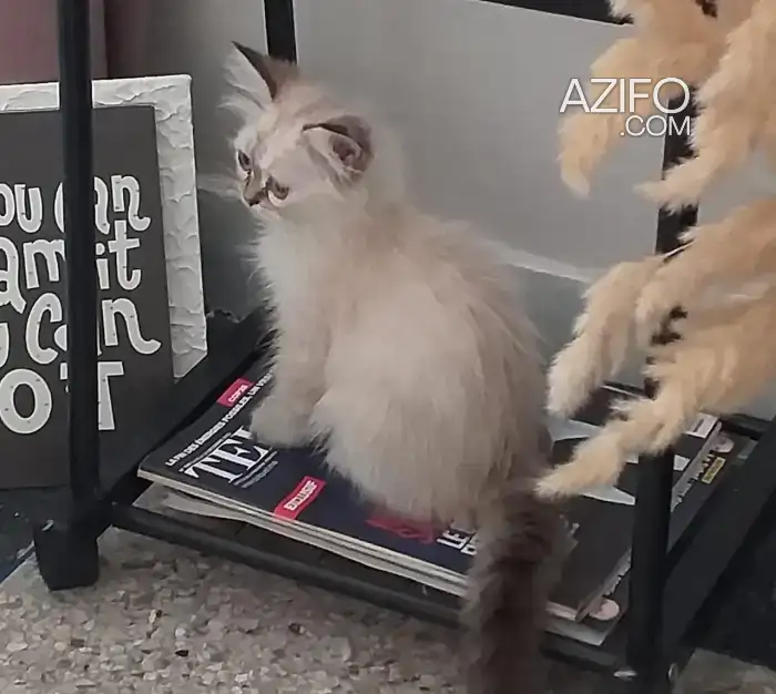 British whitesilver shorthair in الدار البيضاء, MOROCCO | Azifo